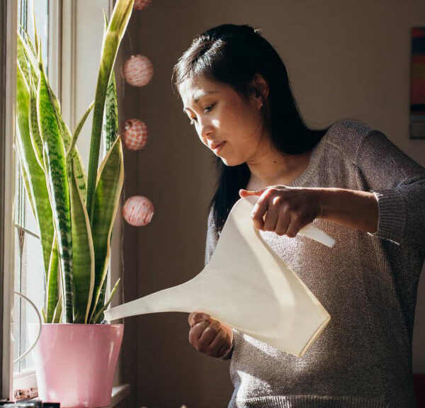 4 beneficios de tener la planta ‘lengua de suegra’ en la habitación según japoneses