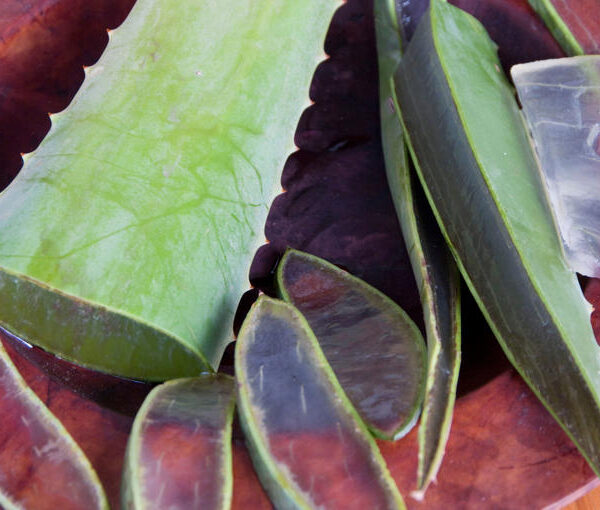 Sábila: ¿qué es lo que realmente significa cuando florece?