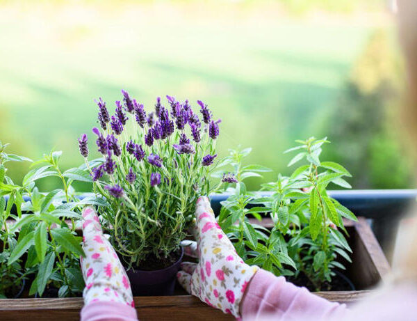 La planta que aromatiza el hogar, mejor que cualquier perfume