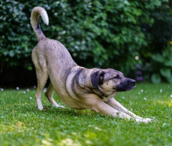 ¿Qué significa cuando un perro se estira en frente de su dueño?