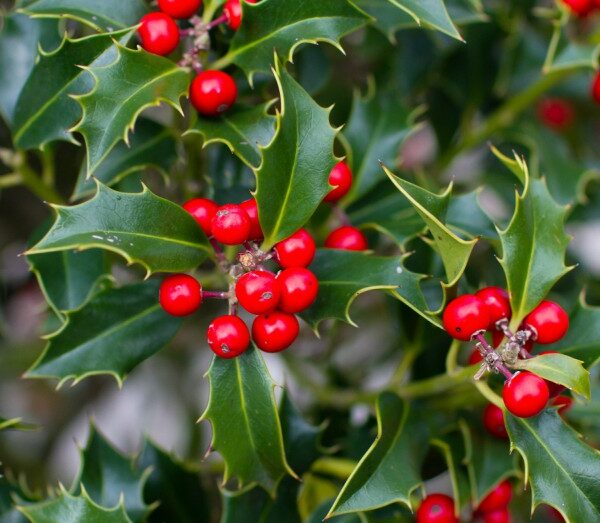 Qué tipo de flor serías, según tu fecha de nacimiento