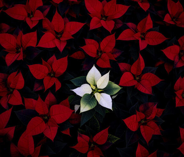 Cinco plantas que puede usar para decorar su hogar en Navidad