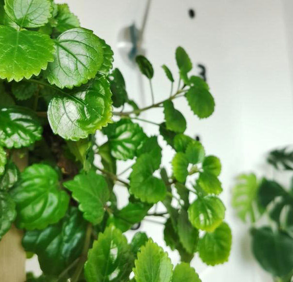 Este es el significado de tener una ‘planta millonaria’ al interior de su casa, según Feng Shui
