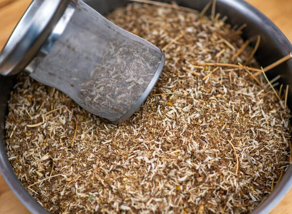 Qué plantas se recomiendan implementar en su dieta para mejorar la salud intestinal